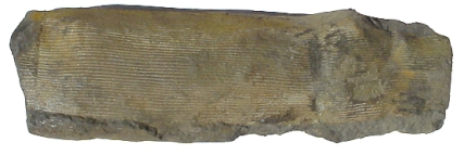 Archaeocalamites