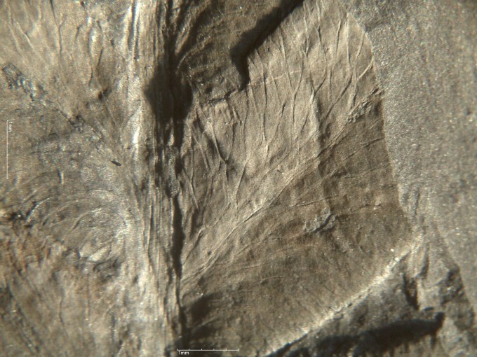 Reticulopteris münsterii (Eichwald) Gothan 1941